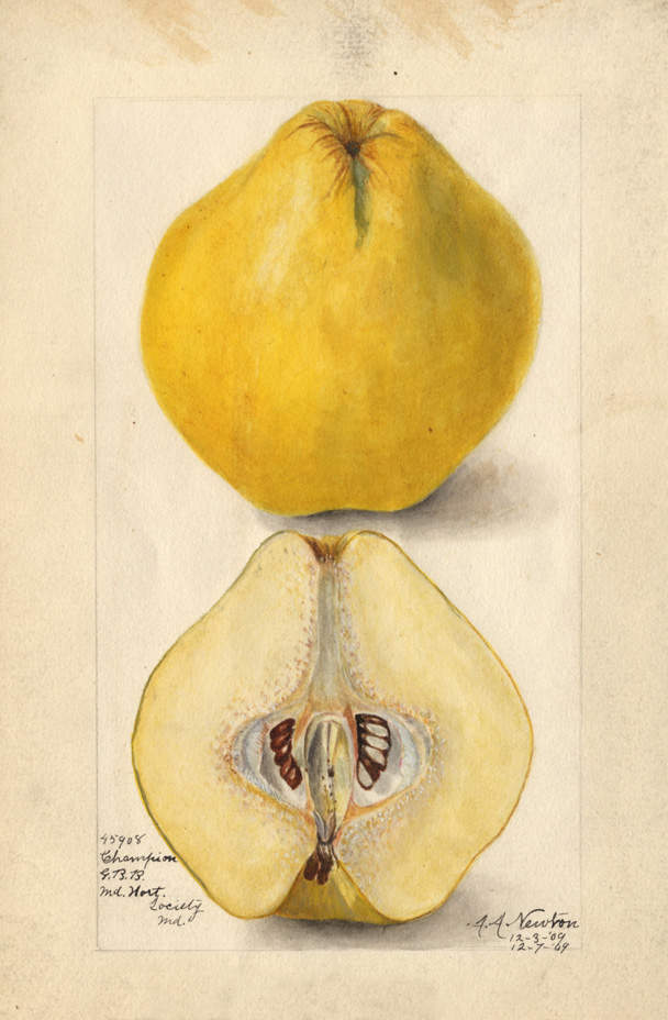 Quittenzeichnung