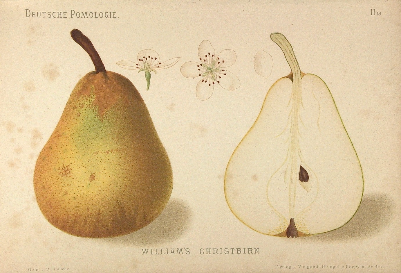 Williams Birne