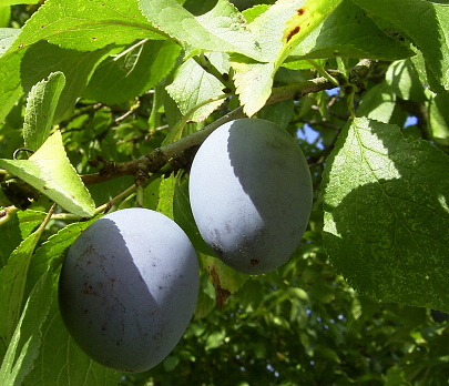 Zwetschgenfrucht