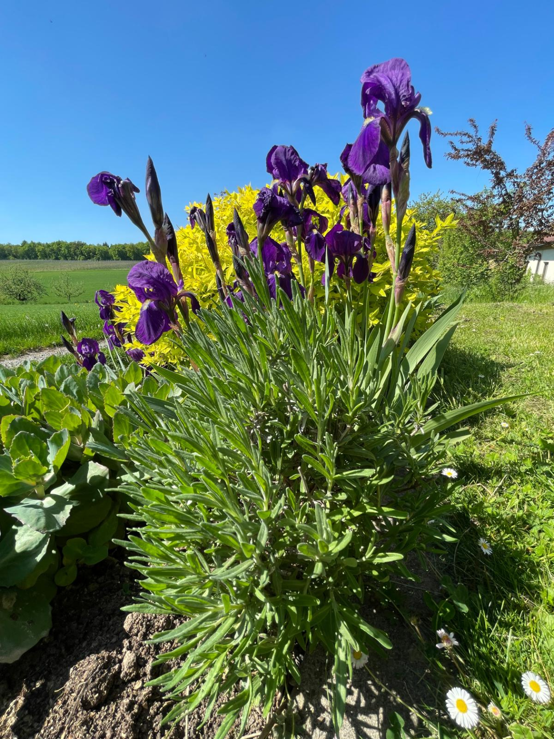 Lindenhofblüte
