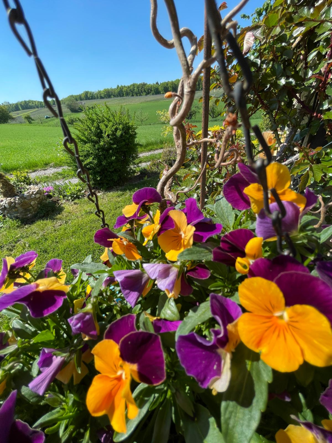 Lindenhofblüte