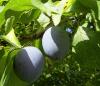 Zwetschgenfrucht